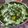 Foram C. Virani's cooksnap of when they made Palak Paneer.
