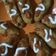 Cooksnap dari Aminah Ami untuk resep Corndog