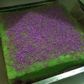 Cooksnap dari icha chasanah untuk resep Bolu Lapis Kukus