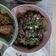 Cooksnap Maizatul Akma semasa beliau membuat Bulgogi beef ala korea.