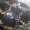 El cooksnap de nadia soledad cuando hizo Tortitas negras!.