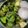 Kausalya's cooksnap of when they made கிரீமி க்ரீன் சிக்கன் (green cream chicken Recipe in Tamil).