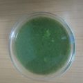 Ruchi Kothari's cooksnap of when they made પાણીપુરી નું પાણી(Panipuri water Recipe In Gujarati).