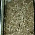 Cooksnap dari josda travel untuk resep Bolu pisang coklat panggang