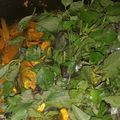 Cooksnap dari Isfi untuk resep Patin Bumbu Kuning dengan Kemangi