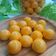 Cooksnap dari ike octamila untuk resep 44).Nastar Nanas Simple (Ekonomis)