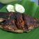 Cooksnap dari Ayunda untuk resep Ikan bakar madu teflon praktis