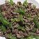Anita Shu 的 青椒炒牛肉絲 cooksnap