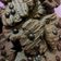 Cooksnap dari Nova Mila untuk resep Choco Chips Cookies
