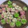 Cooksnap dari RPondi Jayani untuk resep BOLU KUKUS MEKAR (TANPA SODA ANTI GAGAL)