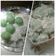Cooksnap dari chrystine untuk resep Klepon
