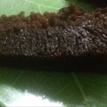 Cooksnap dari Sitepu (MamaJo's Kitchen) untuk resep Bolu karamel