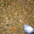 Maryam Muhammad Sahabee Rumnas's cooksnap of when they made Dambun gero.