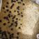Cooksnap dari Khairina untuk resep Bolu pisang kukus lembut murah banget dan gampang no mixer
