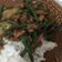 Cooksnap dari Carencia Orlin untuk resep Orek tempe basah