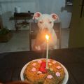 El cooksnap de Zoe Garcia cuando hizo Torta apta para perros.