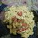 Cooksnap dari dds untuk resep Mac & Cheese simple