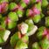 Cooksnap dari Mery H. Wicaksono untuk resep Bolu Kukus Mekar Rainbow