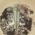 Cooksnap dari Sonia Simanjuntak untuk resep Bubur Ketan Hitam Santan kental 