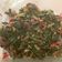 Cooksnap dari Margaretha Wishsye untuk resep Tumis teri dan daun pepaya