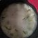 Cooksnap dari bryaaan nugr untuk resep Sup Ikan Dori Singapore Kuah Susu (versi MPASI/anak2)