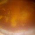 El cooksnap de vanina cuando hizo Torta de manzana invertida.