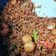 Cooksnap Ahlia Syed Firdaus semasa beliau membuat Nasi Goreng Daging.