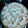 El cooksnap de carolina alfonzo cuando hizo Lemon pie.