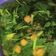 Cooksnap dari evi susanti untuk resep Sayur bayam busui