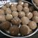 Sapana Kanani's cooksnap of when they made ચુરમા લાડુ (Churma Ladoo Recipe In Gujarati).
