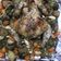 Cooksnap dari ResepAdiva untuk resep Oven Roasted Chicken with Rosemary (menu diet)