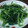 ARMY 的 簡易燙青菜 cooksnap