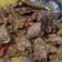 Cooksnap dari Gece untuk resep Ayam ungkep Diet