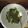 Cooksnap dari denny prakasa untuk resep Daun singkong kuah santan