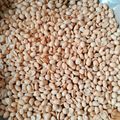 Cooksnap dari Bunda Aura untuk resep Kacang Bawang Santan⭐