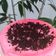 Cooksnap dari wirdatul kfs untuk resep Puding busa