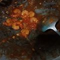 Cooksnap dari Ola Anggitarini untuk resep Udang saos tiram