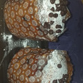 El cooksnap de Verónica Sanabria cuando hizo Pan dulce navideño.