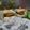 Payal Bhatt's cooksnap of when they made વડાપાવ (Vadapav Recipe In Gujarati).