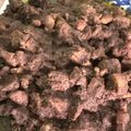 Cooksnap dari Bundadari ✅ untuk resep Saksang Babi enakkkk