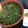 El cooksnap de Equipo Cookpad cuando hizo ARVEJAS (Guisantes) con Jamón de Jabugo...!❤️💝💟.