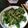 Cooksnap dari cutzamania untuk resep *Sigeumchi Namul (시금치나물)
