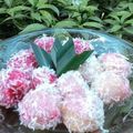 Cooksnap dari litfia untuk resep Klepon