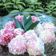 Cooksnap dari litfia untuk resep Klepon
