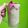 Cooksnap dari Ulqia Akmalia untuk resep Dragon Fruit Chia Pudding