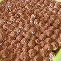 Cooksnap dari Jennifer Steffany untuk resep Tiramisu easy peasy ^_^ (menggunakan lady finger)