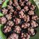 Cooksnap dari Almira Rizki Ramadhanty untuk resep Kue Kacang Coklat