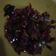 Cooksnap dari Salsabilla sdit untuk resep Daging Kecap Daun Jeruk