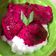Cooksnap dari elsa soraya untuk resep Bubur Sumsum Buah Naga # MpasiSnack #Mpasi11bulan