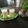 Alpa Pandya's cooksnap of when they made બદામ શેક (Badam Shake Recipe In Gujarati).